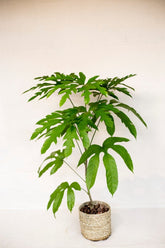 Trevesia sp. Jawa